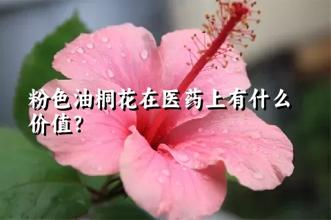 粉色油桐花在医药上有什么价值？