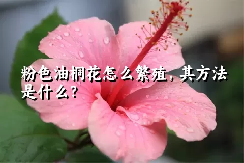 粉色油桐花怎么繁殖，其方法是什么？