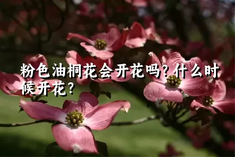 粉色油桐花会开花吗？什么时候开花？