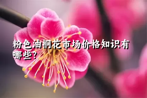 粉色油桐花市场价格知识有哪些？