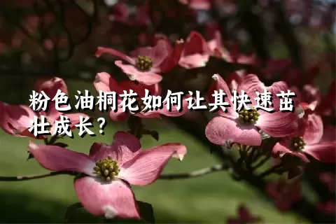 粉色油桐花如何让其快速茁壮成长？