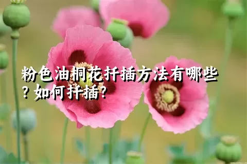 粉色油桐花扦插方法有哪些？如何扦插？