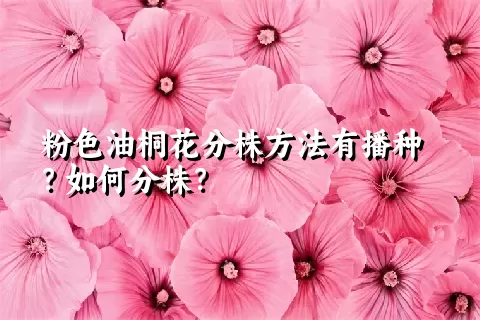 粉色油桐花分株方法有播种？如何分株？