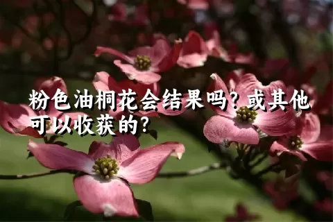 粉色油桐花会结果吗？或其他可以收获的？