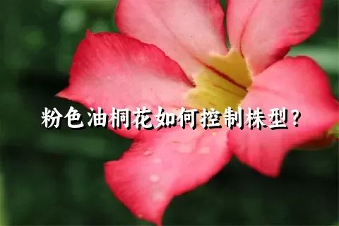 粉色油桐花如何控制株型？