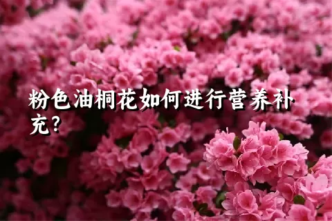 粉色油桐花如何进行营养补充？