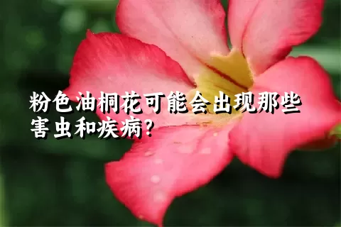 粉色油桐花可能会出现那些害虫和疾病？