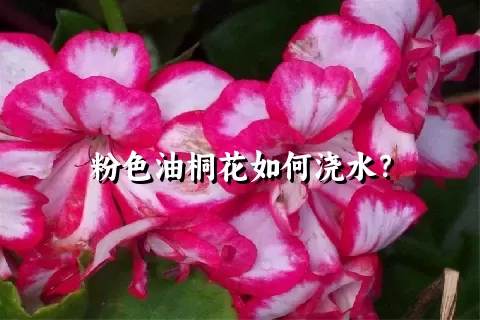 粉色油桐花如何浇水？