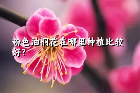 粉色油桐花在哪里种植比较好？