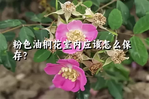 粉色油桐花室内应该怎么保存？