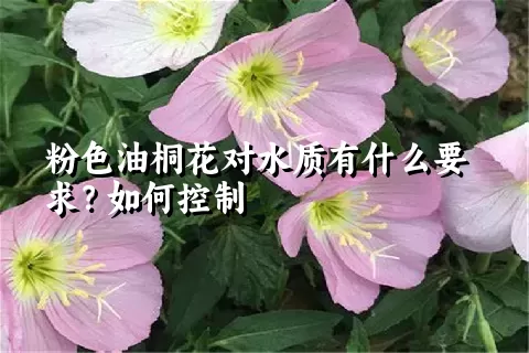 粉色油桐花对水质有什么要求？如何控制