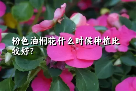 粉色油桐花什么时候种植比较好？