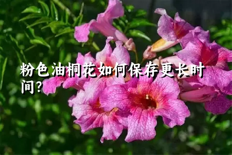 粉色油桐花如何保存更长时间？