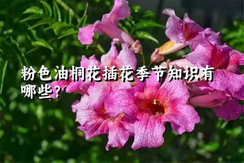 粉色油桐花插花季节知识有哪些？