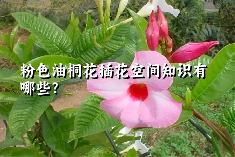 粉色油桐花插花空间知识有哪些？