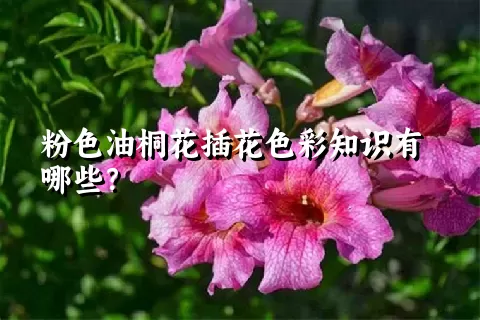 粉色油桐花插花色彩知识有哪些？