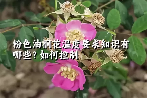 粉色油桐花温度要求知识有哪些？如何控制