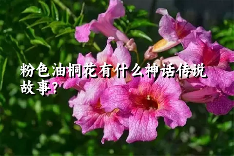 粉色油桐花有什么神话传说故事？