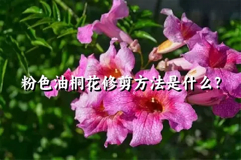 粉色油桐花修剪方法是什么？