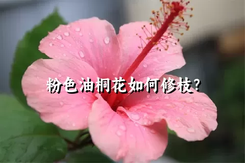 粉色油桐花如何修枝？