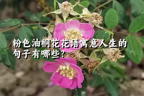 粉色油桐花花语寓意人生的句子有哪些？