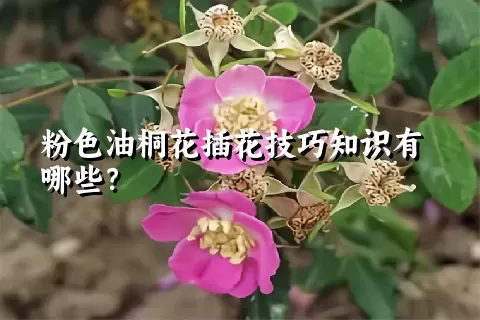 粉色油桐花插花技巧知识有哪些？