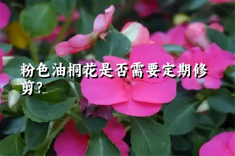 粉色油桐花是否需要定期修剪？