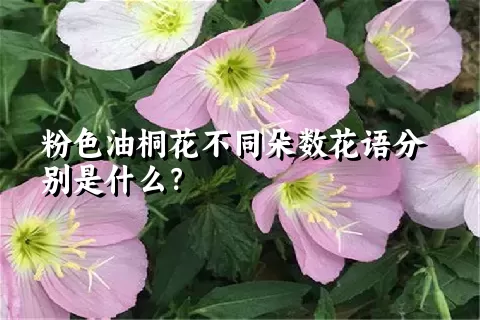 粉色油桐花不同朵数花语分别是什么？