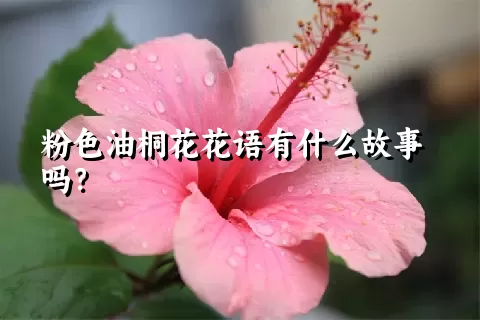 粉色油桐花花语有什么故事吗？