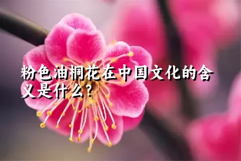 粉色油桐花在中国文化的含义是什么？