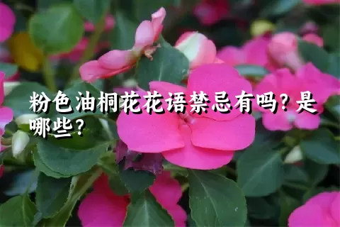 粉色油桐花花语禁忌有吗？是哪些？