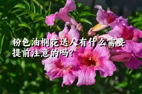 粉色油桐花送人有什么需要提前注意的吗？