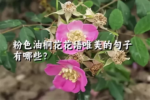 粉色油桐花花语唯美的句子有哪些？