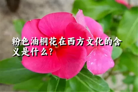 粉色油桐花在西方文化的含义是什么？