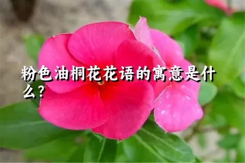 粉色油桐花花语的寓意是什么？