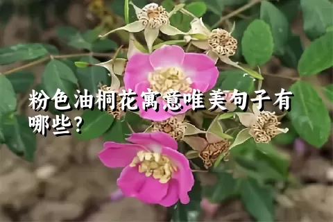 粉色油桐花寓意唯美句子有哪些？