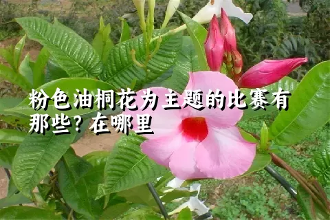 粉色油桐花为主题的比赛有那些？在哪里