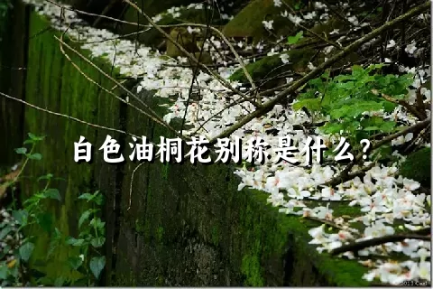 白色油桐花别称是什么？