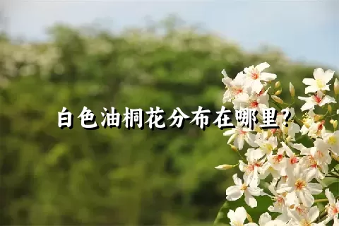 白色油桐花分布在哪里?