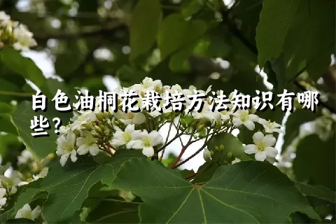 白色油桐花栽培方法知识有哪些？