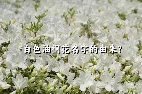 白色油桐花名字的由来？