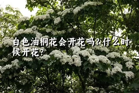 白色油桐花会开花吗？什么时候开花？