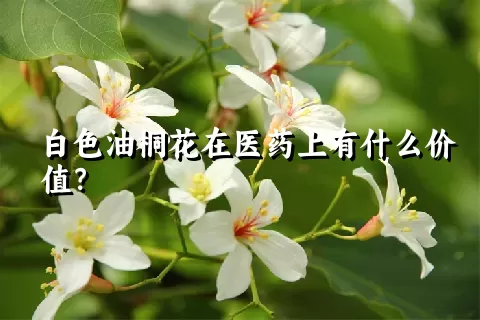 白色油桐花在医药上有什么价值？