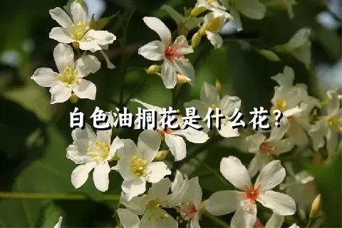 白色油桐花是什么花？