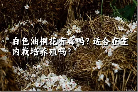 白色油桐花有毒吗？适合在室内栽培养殖吗？