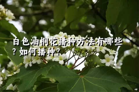 白色油桐花播种方法有哪些？如何播种？