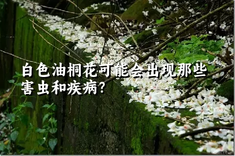 白色油桐花可能会出现那些害虫和疾病？