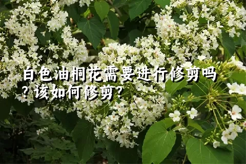 白色油桐花需要进行修剪吗？该如何修剪？