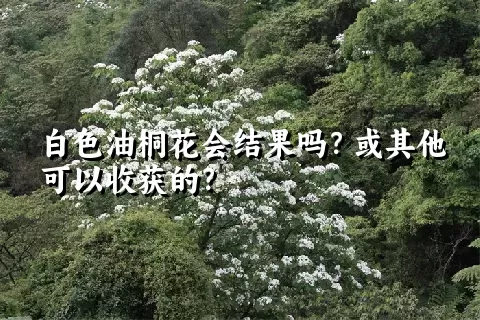 白色油桐花会结果吗？或其他可以收获的？