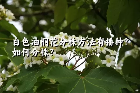 白色油桐花分株方法有播种？如何分株？